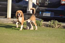 Male beagle for sale 0