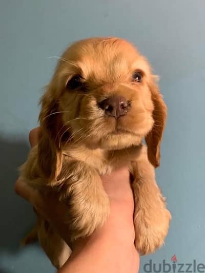 cocker spaniel كوكر اسباني