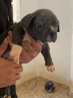 Exotic bully pitbull sales puppies for sale