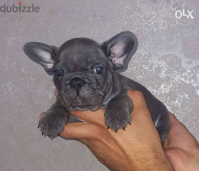 Blue french bulldog puppies, available visa and valu 1