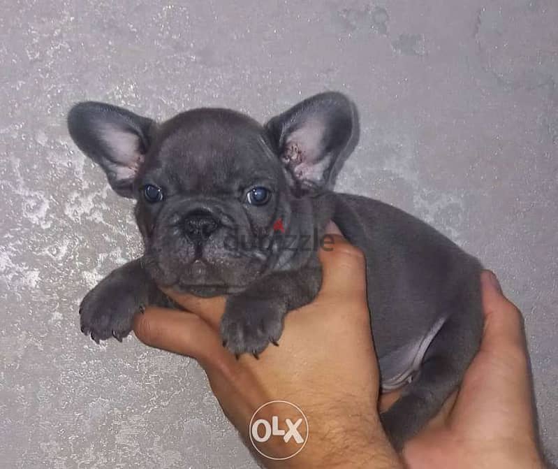 Blue french bulldog puppies, available visa and valu 2