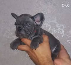 Blue french bulldog puppies, available visa and valu