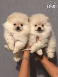 Pedigree for clearance pomeranian puppy