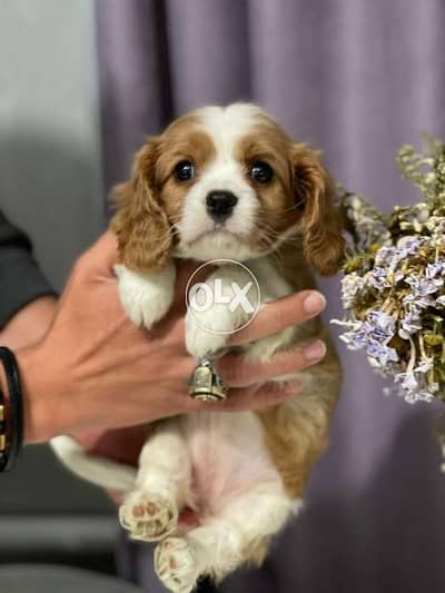 Cutest cavalier king charles puppies