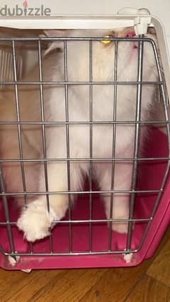 himalayan cat fully vaccinated white male  message for more details