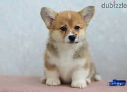 Corgi Puppies From Russia FCI 0