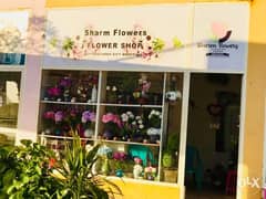 Flower Shop Business For Sale Nabq 0