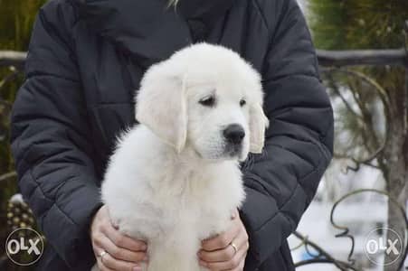 Imported White retriever puppies full documents from Russia