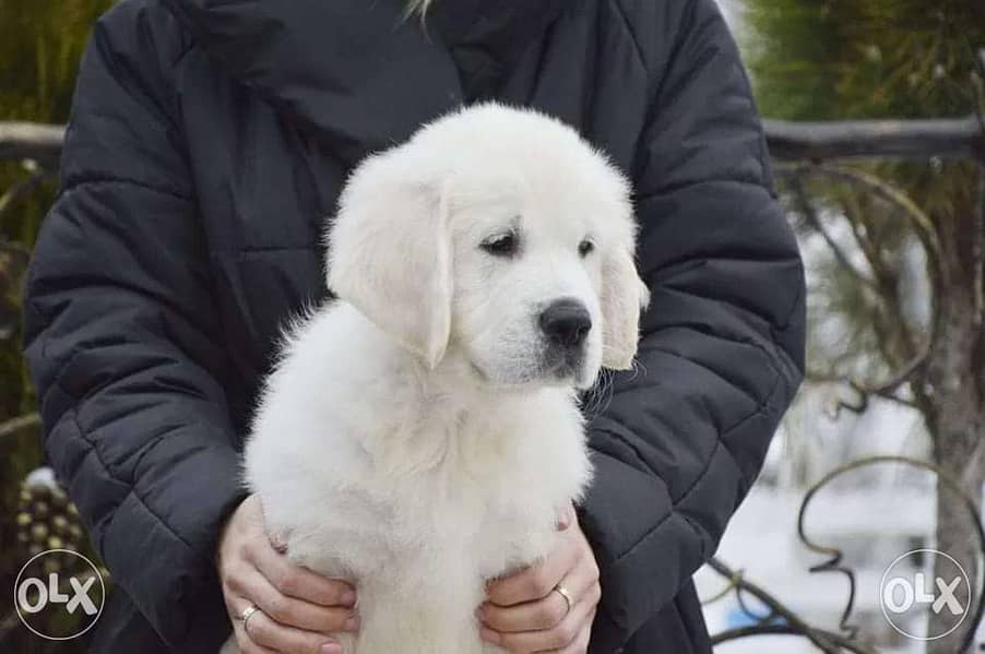 Imported White retriever puppies full documents from Russia 0