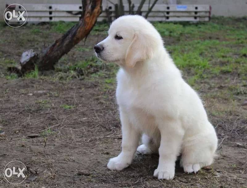 Imported White retriever puppies full documents from Russia 2