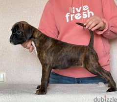 Boxer Brindle Imported from Europe !!!!