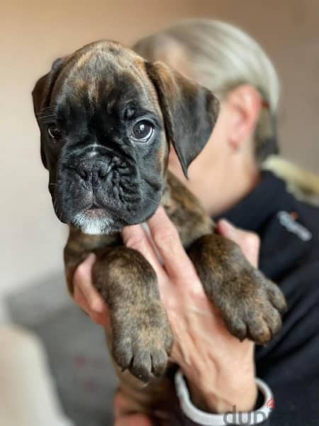Boxer Brindle Imported from Europe !!!! 2
