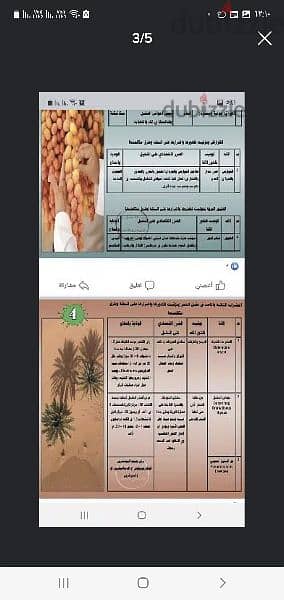 تقديم استشارات فنية وتدريب العاملين بمزرع النخيل 1