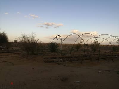 ٢٥ فدان مستصلحين ببئر مياه بجمعية شرطة بوادي المغرة وسعر الفدان ٢٦الف