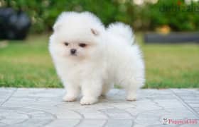 Fluffy tiny Pomeranian puppies premium quality FCI bloodline بومرينيان