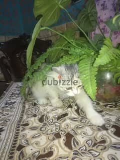 قطة شيرازي عمر تلت شهور