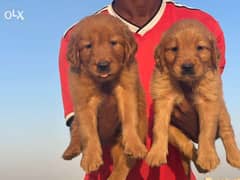 amazing Chocolate Golden Retriever puppies Male and female ready now 0