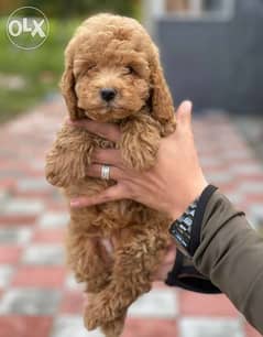 Our amazing Import Toy Poodle Male and Female Available Now in egypt 0
