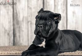Cane Corso Puppy For Sale From Russia