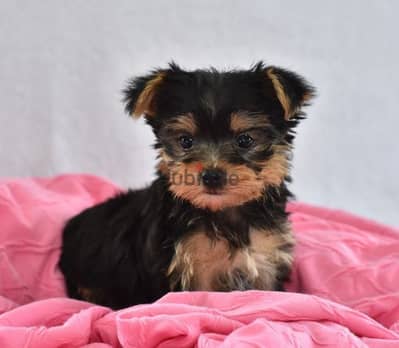 احلى تيكب يورك شاير  مواصفات عاليه Yorkshire teacup puppies