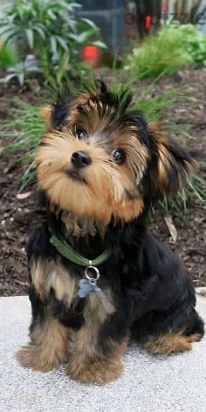 احلى جراوى يورك شاير Yorkshire puppies premium quality