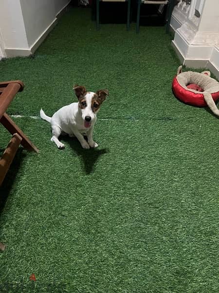 jack Russell Terrier - Male for sale 1