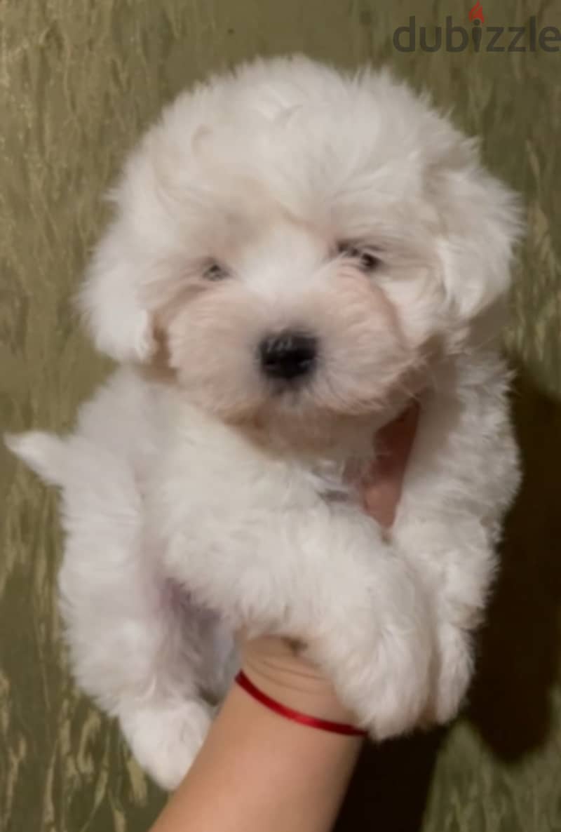 Maltese Puppies Imported from Europe !! 3