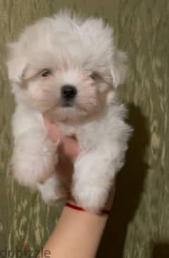 Maltese Puppies Imported from Europe !! 0