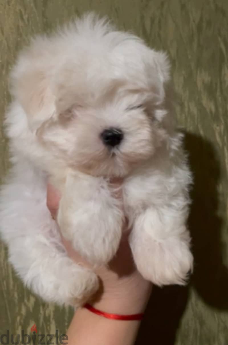 Maltese Puppies Imported from Europe !! 2