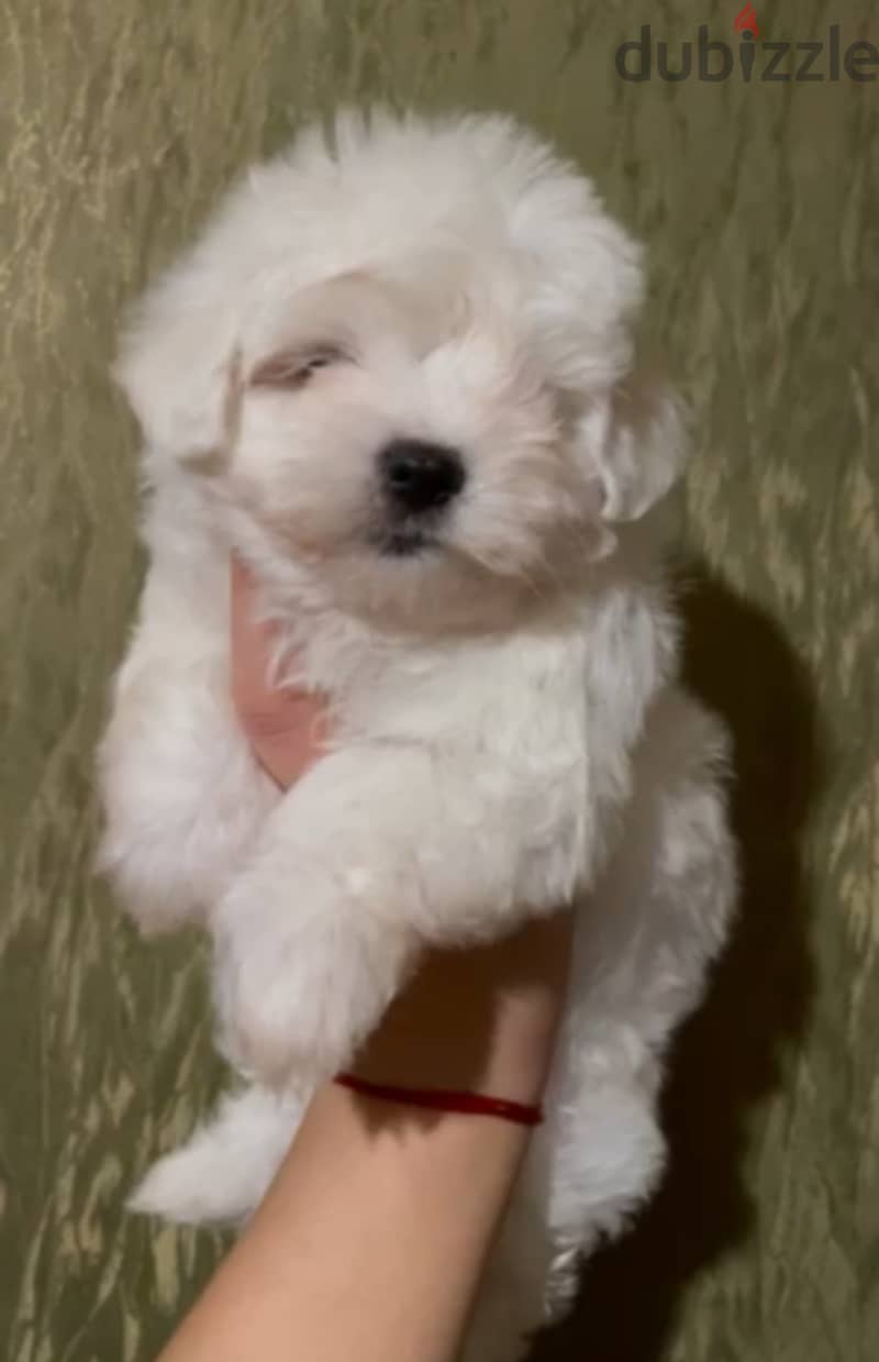 Maltese Puppies Imported from Europe !! 1