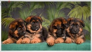 German shepherd puppies , premium quality