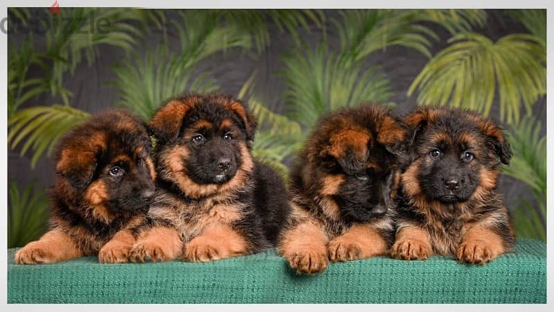 German shepherd puppies , premium quality 0