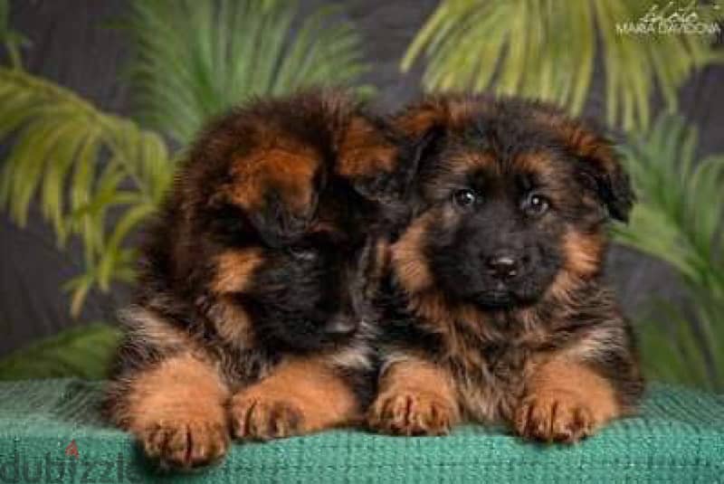 German shepherd puppies , premium quality 1