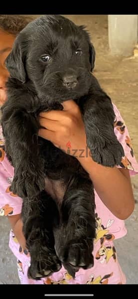 Labrador  Female & male Puppies for sale 40 days in tagamoa 3