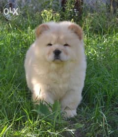 The best CHOW CHOW Imported From Ukraine with all doc Male 2 Months 0