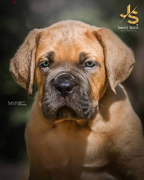 cane corso  كين كورسو 0