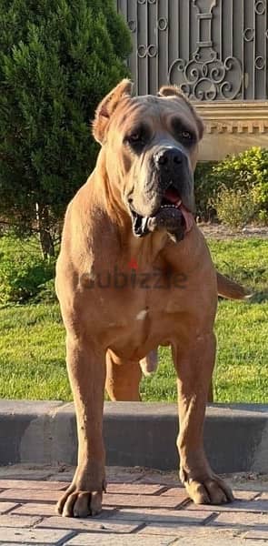 cane corso  كين كورسو 1