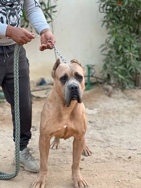 cane corso  كين كورسو 2