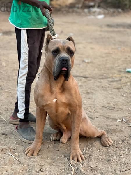 cane corso  كين كورسو 3