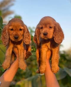 Olx cocker sale spaniel for sale