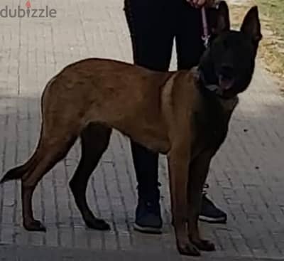 Malinois