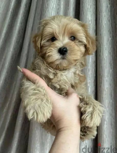 F1 maltipoo puppies for hot sale sale