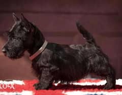 Amazing Schnauzer Imported From Ukraine with all documents 0