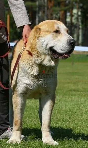 Gorgeous Male Central Asian Shepherd Dog ALABAI from Russia 1