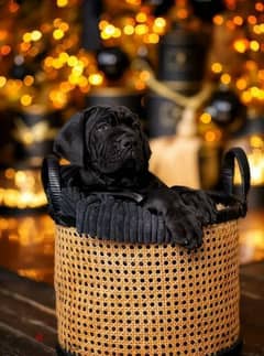 Imported Cane Corso puppies From Russia FCI 0