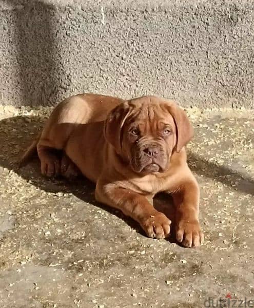 French mastiff puppies From Russia FCI 0