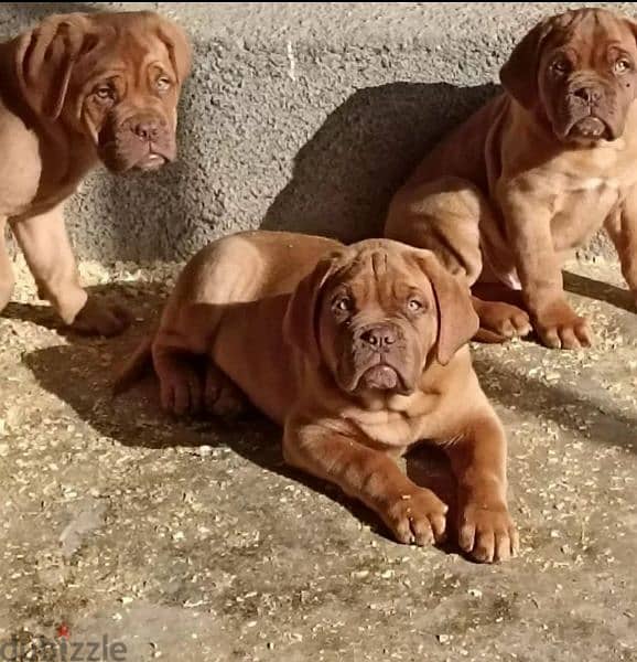 French mastiff puppies From Russia FCI 1