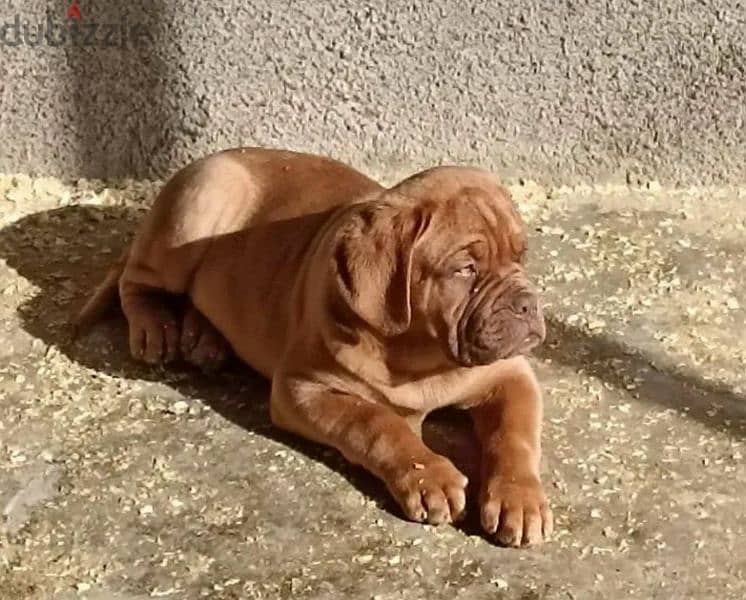 French mastiff puppies From Russia FCI 2