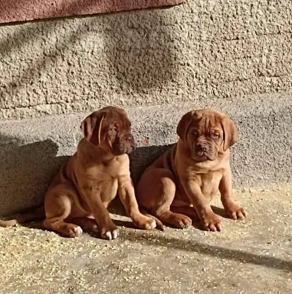 French mastiff puppies From Russia FCI 3