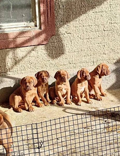 French mastiff puppies From Russia FCI 4